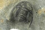Diademaproetus Trilobite Fossil - Morocco #249892-3